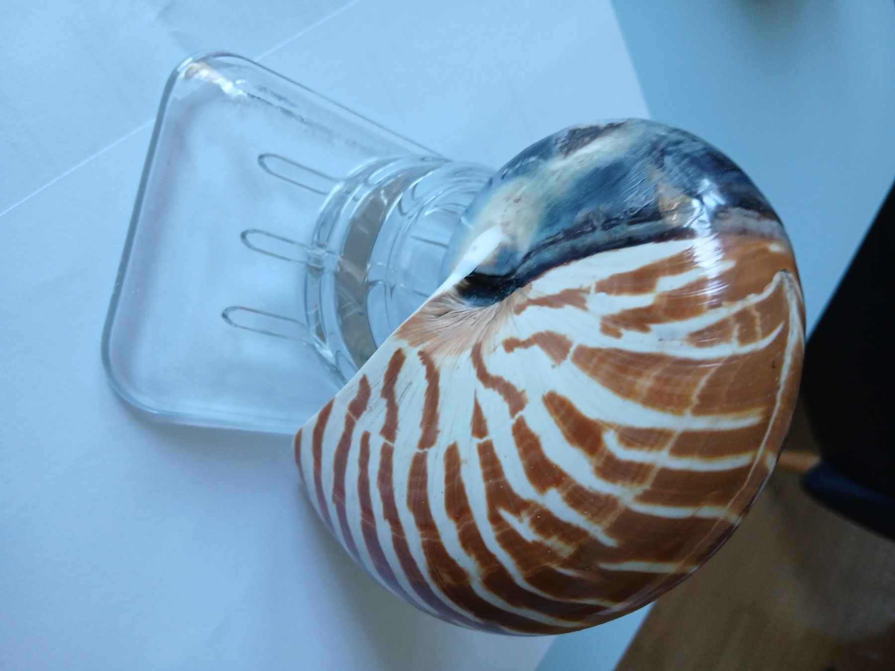 Tutte le decorazioni: Nautilus Muschel – Usato da Zürich venduto da Mephisto87 5