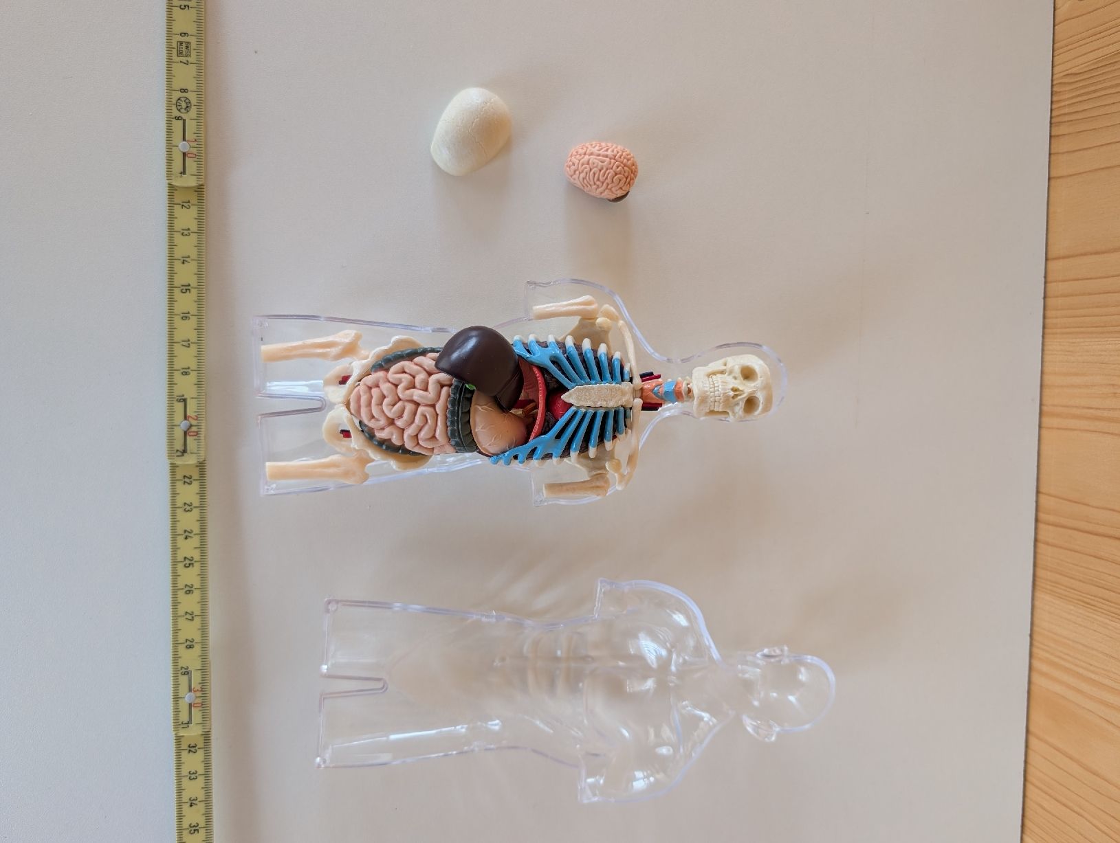 Statuette: Anatomie Buddy – Nuovo (secondo la descrizione) da Embrach venduto da bh80bHugi 2