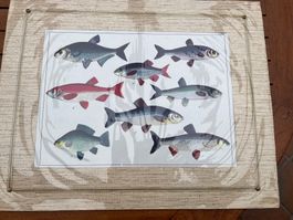 Magnifique lithographie poissons d'eau douce