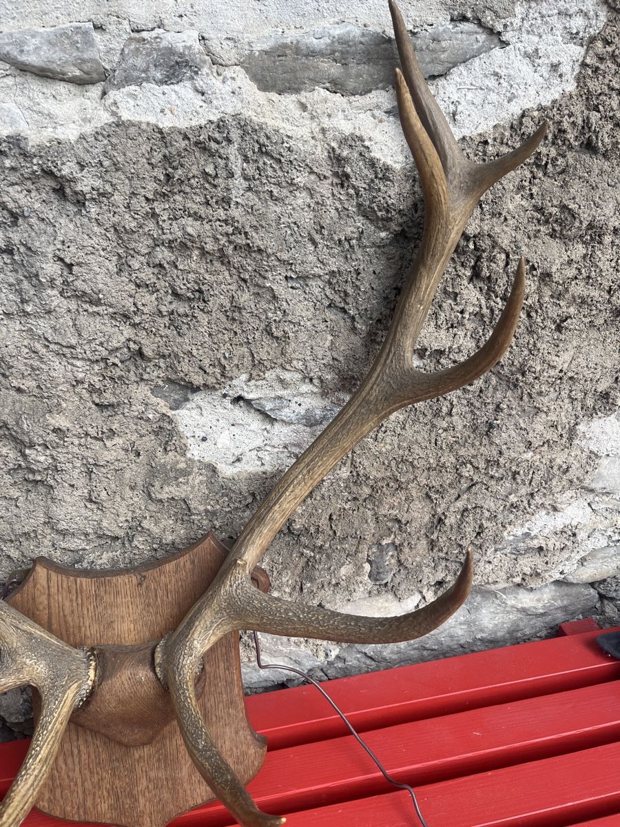Sonstiges zum Sammeln & Seltenes: Großes Hirschgeweih auf Holzschild - Rustikale Herbstdeko! – Gebraucht aus Brienz BE von hey_z9vg 1