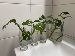 Monstera minima - Stecklinge