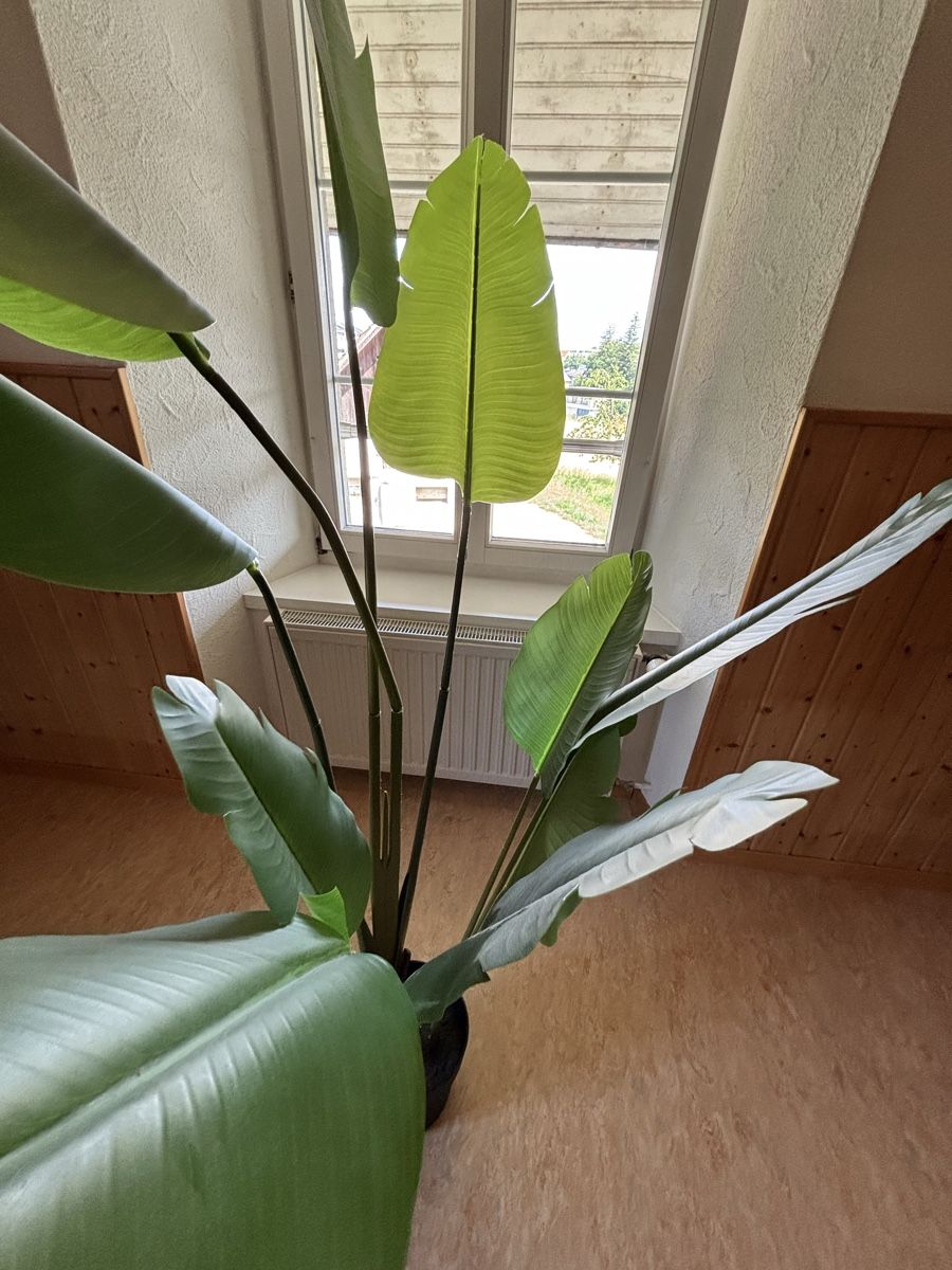 Plantes & graines: Zimmerpflanze – D'occasion à Hilfikon par Elodie1990 1