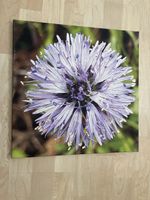 Leinwandbild Blume lila Grösse 40x40cm guter Zustand