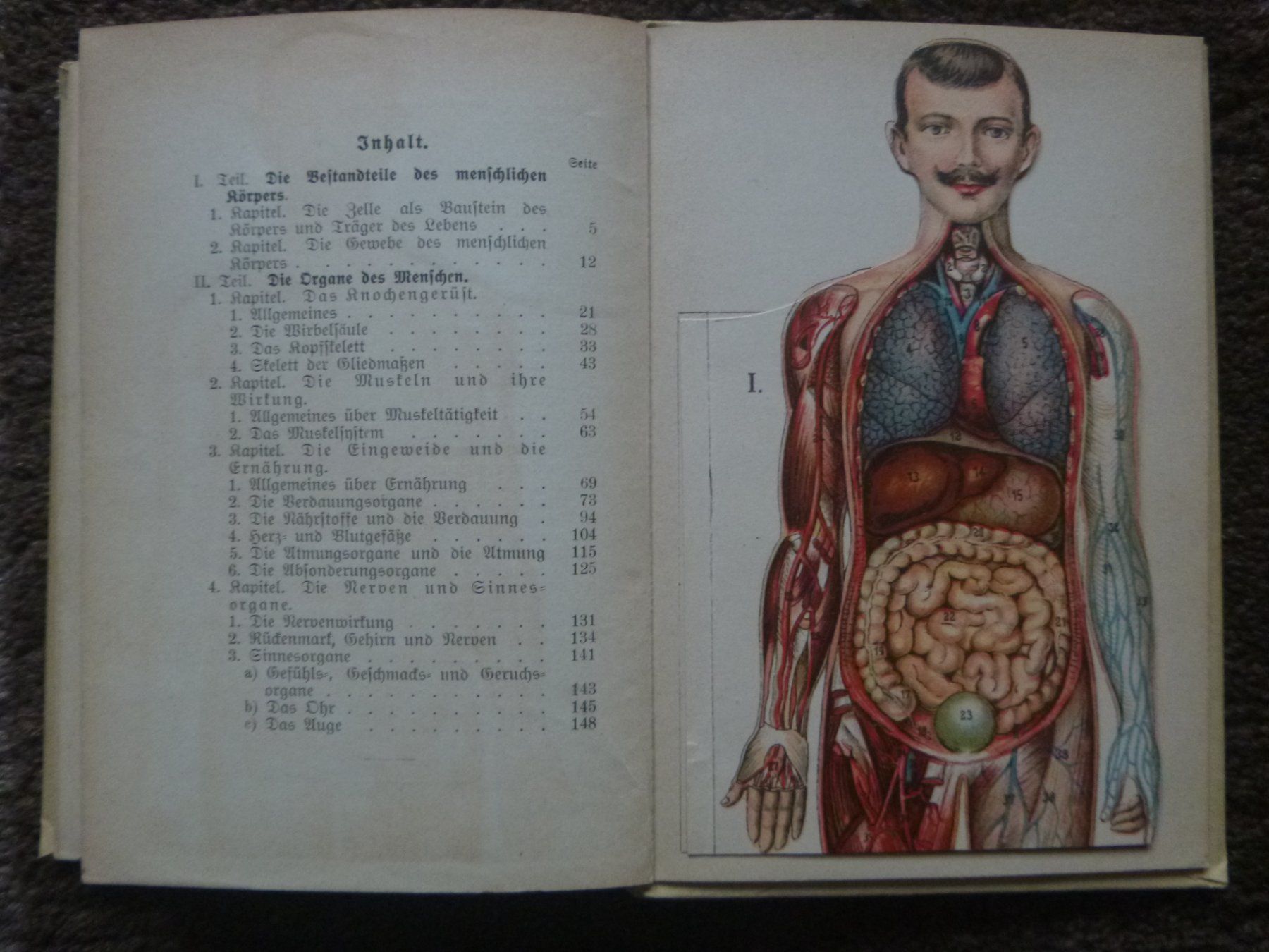 Libri: Der menschliche Körper - Prof. Dr. Horn – Usato da Diessenhofen venduto da farbschatten 4