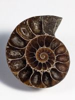 Ammonit Fossil 35mm