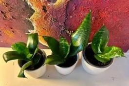 3 Zimmerpflanzen 