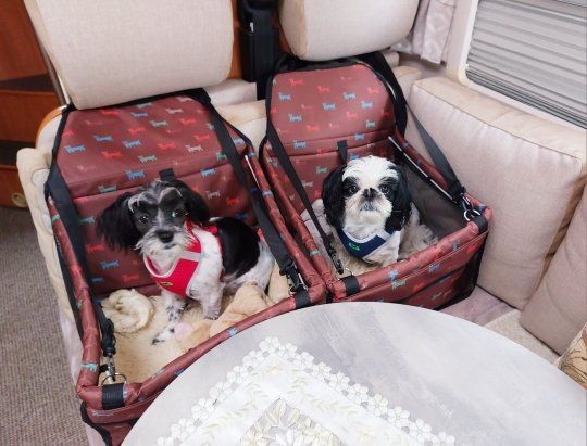 Cucce & Letti: ✅ Reise Hunde Autositz – Nuovo e nell'imballaggio originale da Wittenbach venduto da ChinaSeidenstrasse 3
