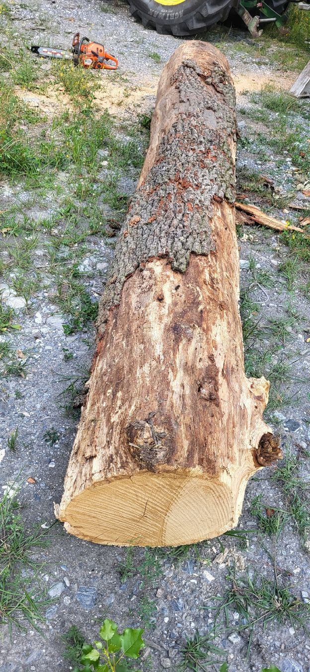 Articoli in legno: Eiche Stamm Eichenholz 4 meter Massivholz  – Nuovo (secondo la descrizione) da Jenins venduto da Wald-kauz 3