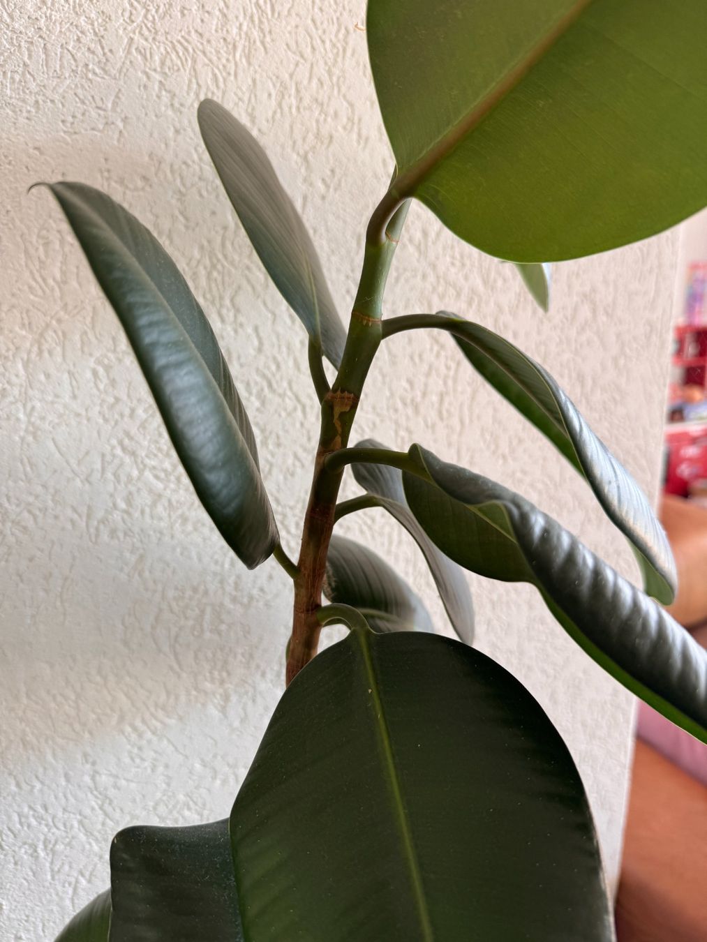 Pflanzen & Samen: Grand Ficus elastica avec pot – Gebraucht aus La Neuveville von ghubler 1