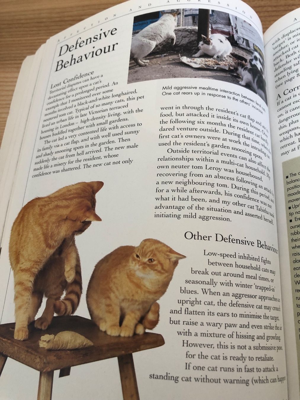 Bücher: „Understanding Cat Behavior“: Complete Feline Problem Solver – Gebraucht aus Zürich von Upippin 5