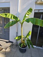 Winterhärte Bananenstaude 2m - musa basjoo