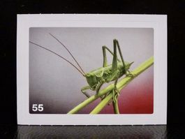 MIGROS MANIA Nature Detectives Nr. 55