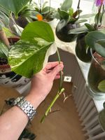 Monstera Ableger Variegata - Seltene Schönheit für Zuhause
