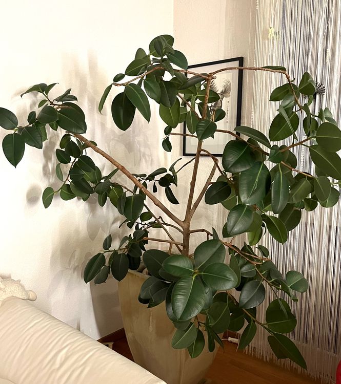 Zimmerpflanze Gummibaum Ficus Elastica Gross mit Übertopf Kaufen