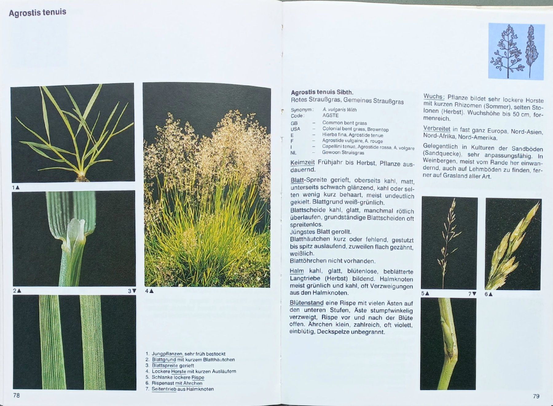 Libri: Buch - Ungräser des Ackerlandes – Usato da Niederuzwil venduto da lubimaja 4