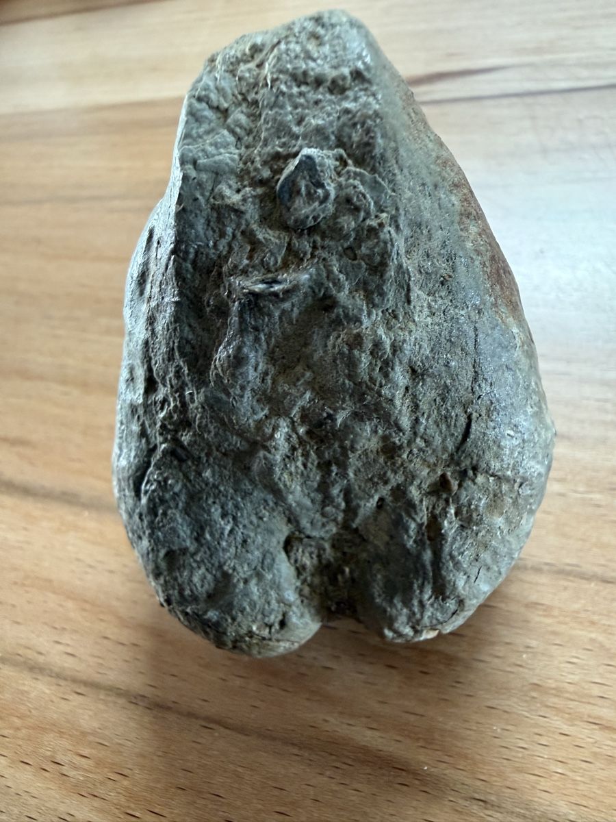 Fossili: Versteinerte Herzmuschel – Usato da Grenchen venduto da Bastet007 6