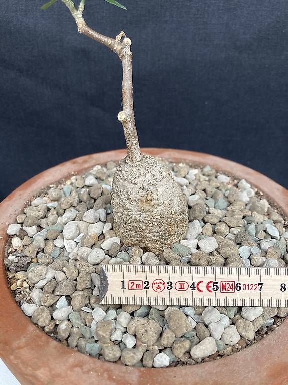Piante & sementi: Caudex Fockea edulis – Nuovo e nell'imballaggio originale da Liestal venduto da PrebenZwei 3