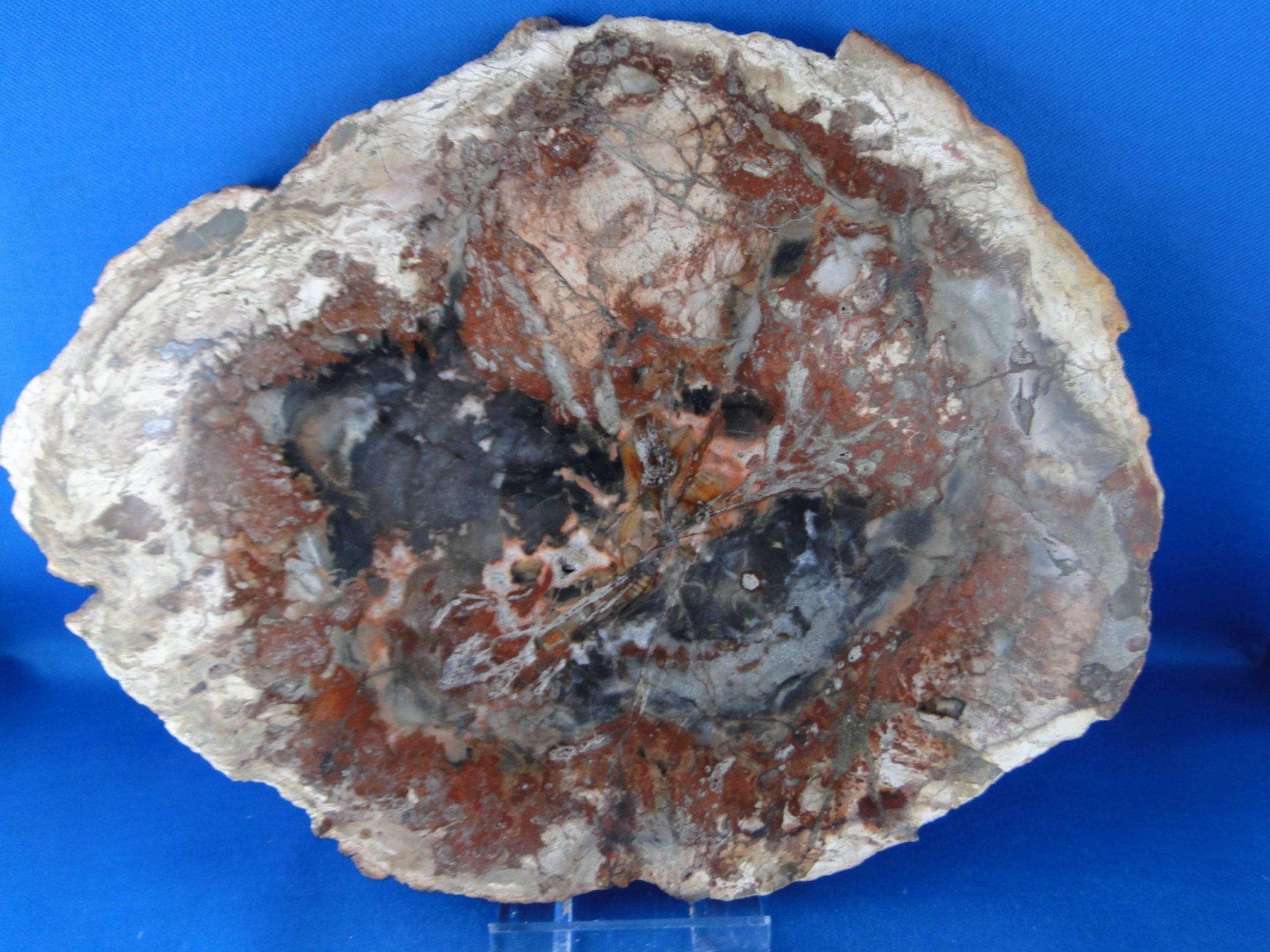 Fossili: Versteinertes Holz – Usato da Schinznach Bad venduto da Demerald 4