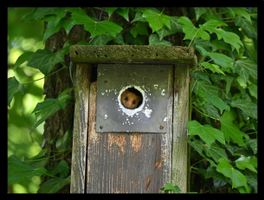 Gerahmtes Wandbild 30x40 cm – Haselmaus im Vogelhäuschen