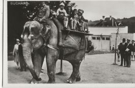 Zürich,Zoo,Elefant,Suchard, keine AK
