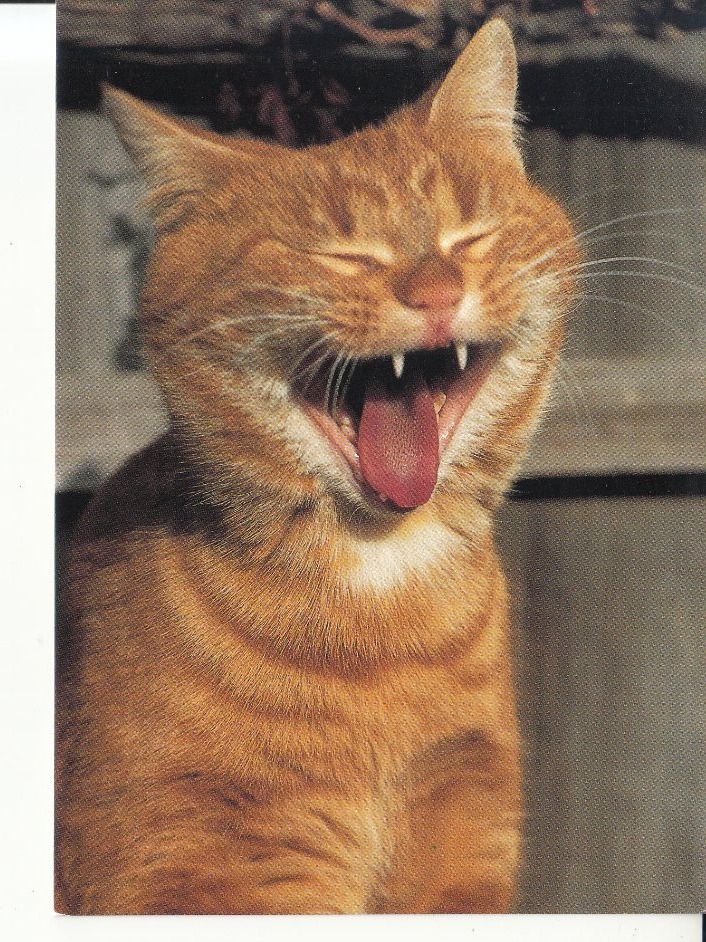 Cartoline postali: Katze ca. 1990 – Nuovo (secondo la descrizione) da Bürglen TG venduto da StampGraf