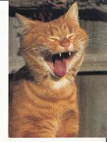 Katze ca. 1990