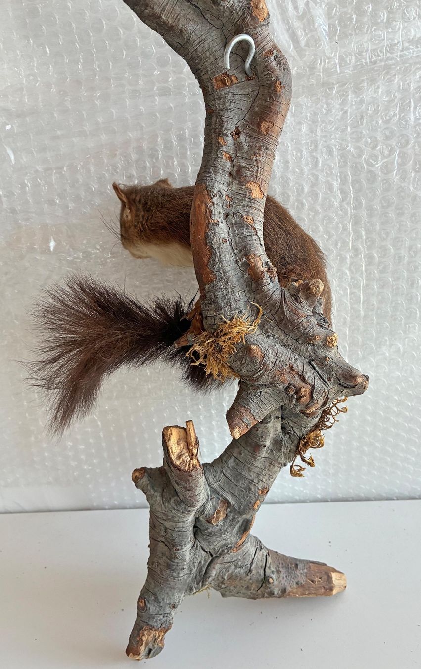 Monde des animaux: Eichhörnchen auf Ast – D'occasion à Bäretswil par robsonantik 3