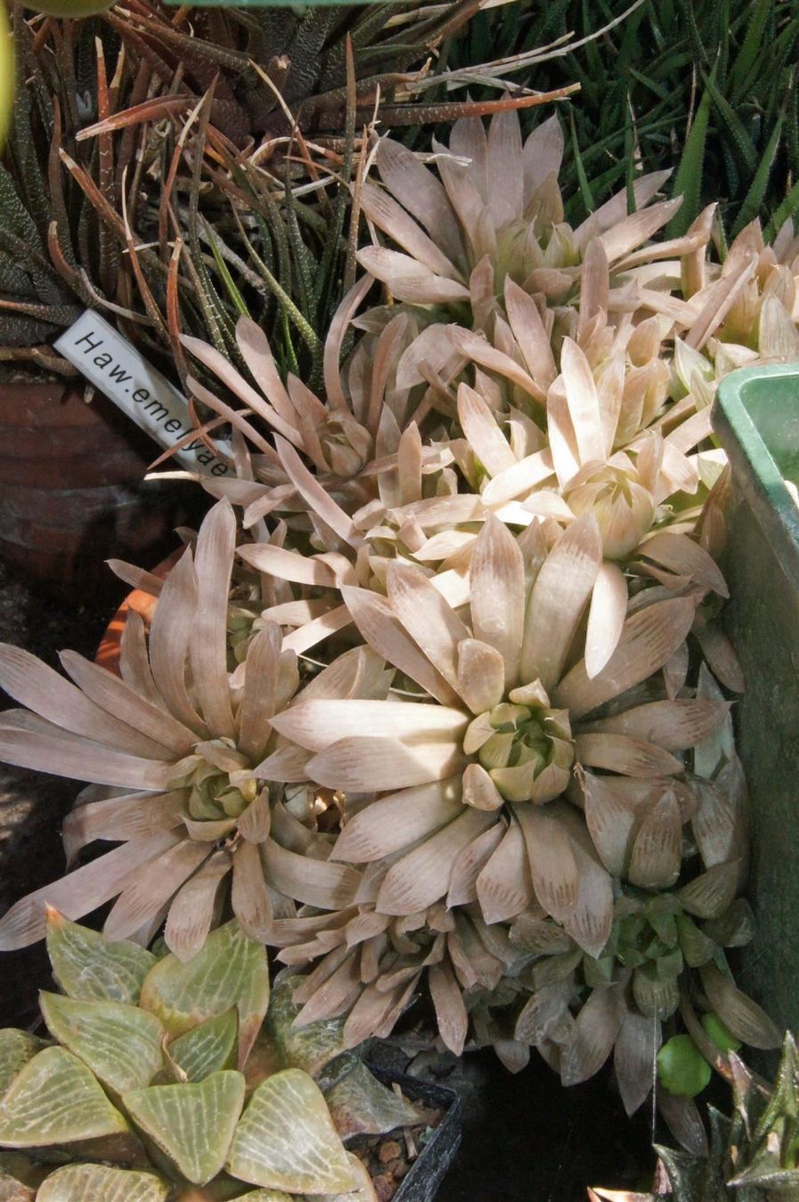 Piante & sementi: Haworthia emelyae spp. - Sukkulent – Nuovo (secondo la descrizione) da Geroldswil venduto da botanicals 1