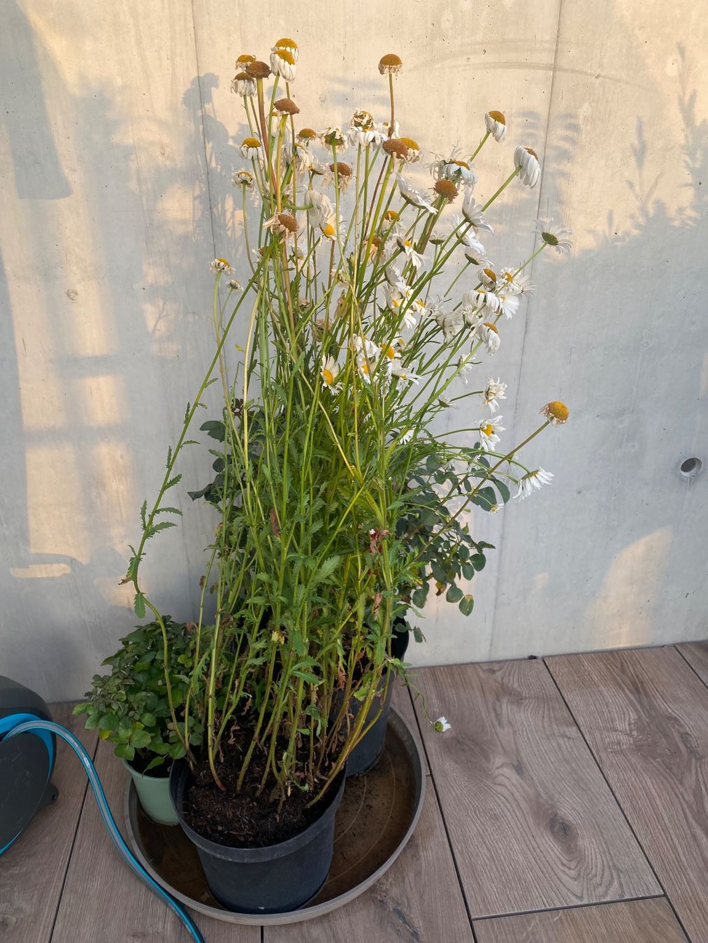 Piante & sementi: Rote Rose und Margeriten – Usato da Dübendorf venduto da MSIAH 1