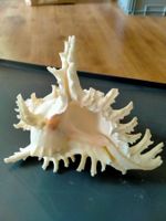 Muschel naturfarben ca.11x15x14cm Dekoration Aquarium