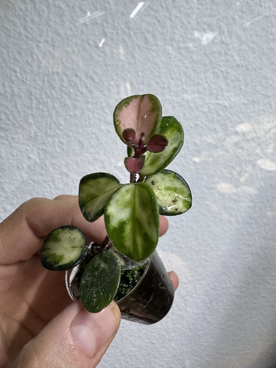 Piante & sementi: Hoya 'Mathilde' variegata – Usato da Zürich venduto da thishoyaofmine