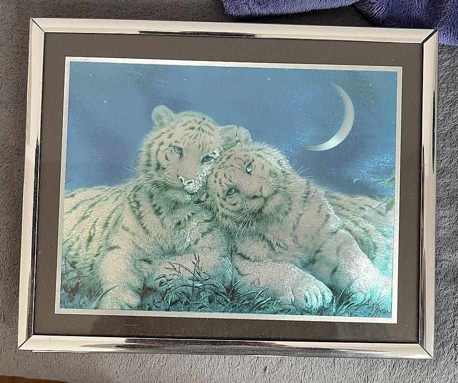 Foto & Immagini: 2 Tiger Bilder – Usato da Gossau SG venduto da Safri