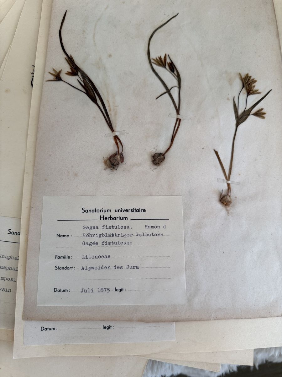 Pflanzen & Samen: Herbier – Gebraucht aus Veytaux von sevmontreux 9