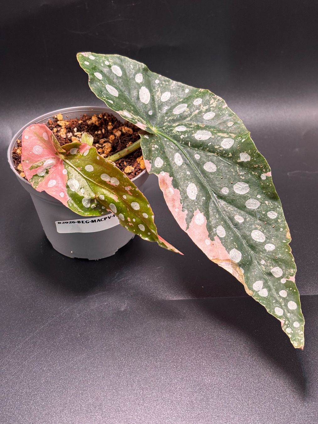 Piante & sementi: Begonia Maculata Pink Variegata – Nuovo e nell'imballaggio originale da Basel venduto da Pink_White