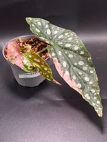 Begonia Maculata Pink Variegata