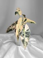 Alocasia Bambino Pink Variegata
