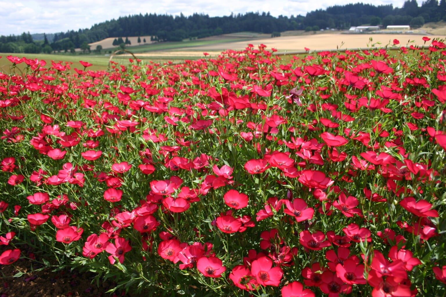 Piante & sementi: 200 Lein Samen LINUM RUBRUM – Nuovo (secondo la descrizione) da Ehrendingen venduto da VerveinaSamen 3