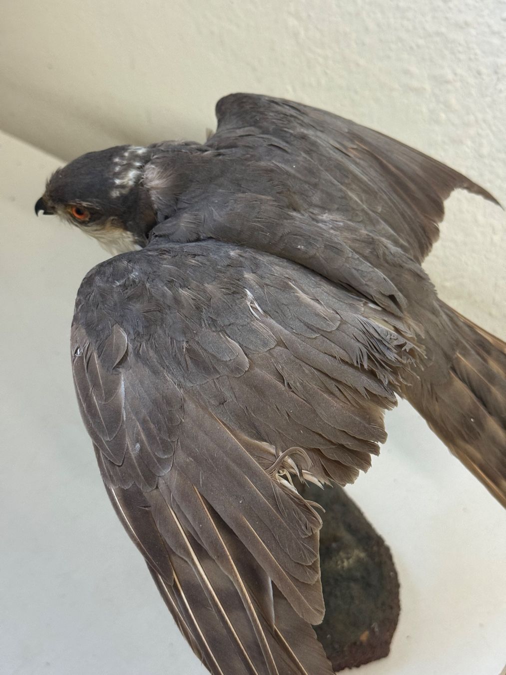 Welt der Tiere: Präparat Sperber / Accipiter nisus – Gebraucht aus zürich von goldklumpen 5