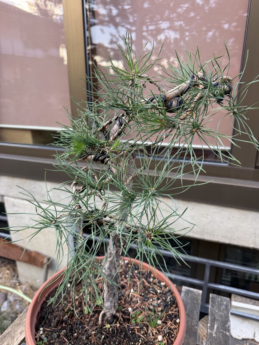 Piante & sementi: Pinus Sylvestris Bonsai – Usato da Suhr venduto da BonsaiGutzi 3