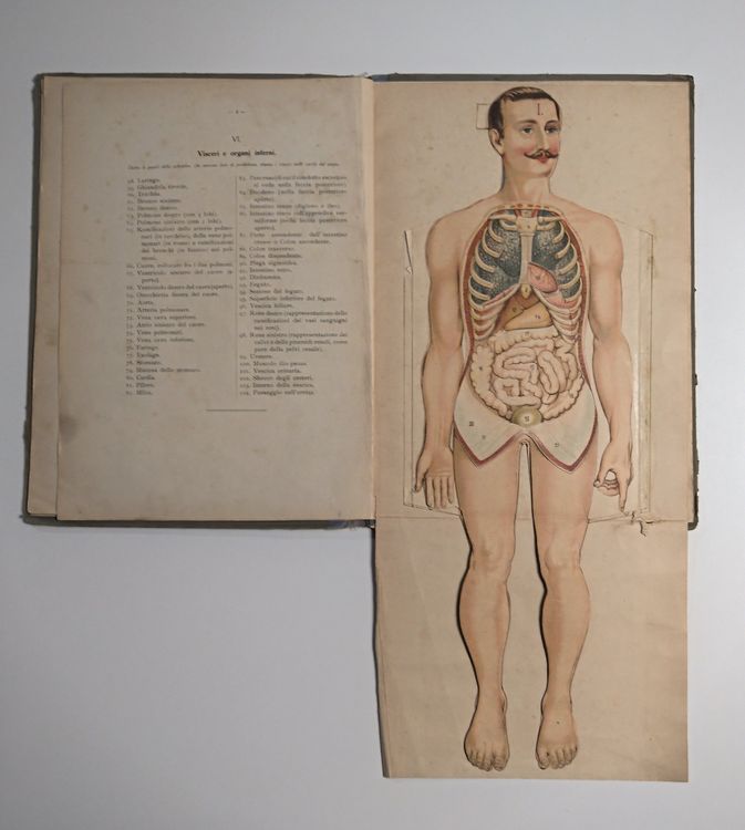 Poster di anatomia in vendita su Pamono