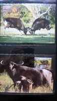 Kambodscha 1986 Satz WWF Wildrinder Maximumkarten