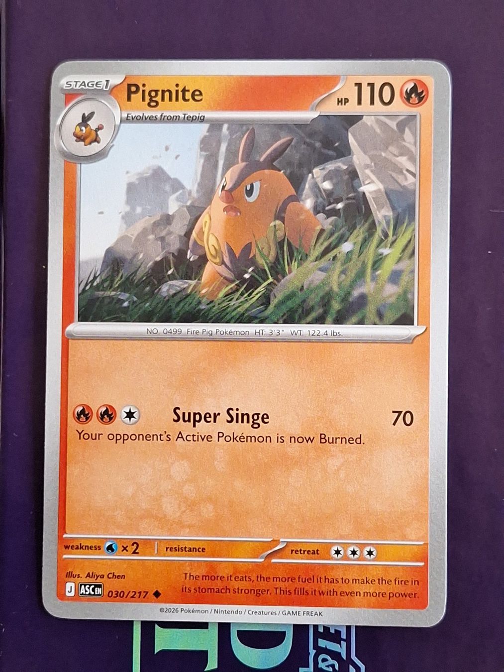 Pokémon Carte collezionabili: Pignite - Pokemon Ascended Heroes – Usato da Altstätten SG venduto da GGsGameshop