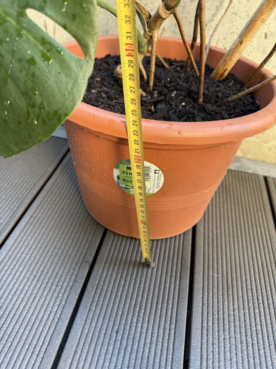 Piante & sementi: Monstera Deliciosa  – Usato da Grosshöchstetten venduto da Al___Uk 7