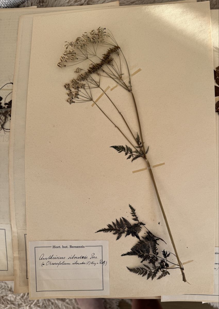 Pflanzen & Samen: Herbier – Gebraucht aus Veytaux von sevmontreux 4