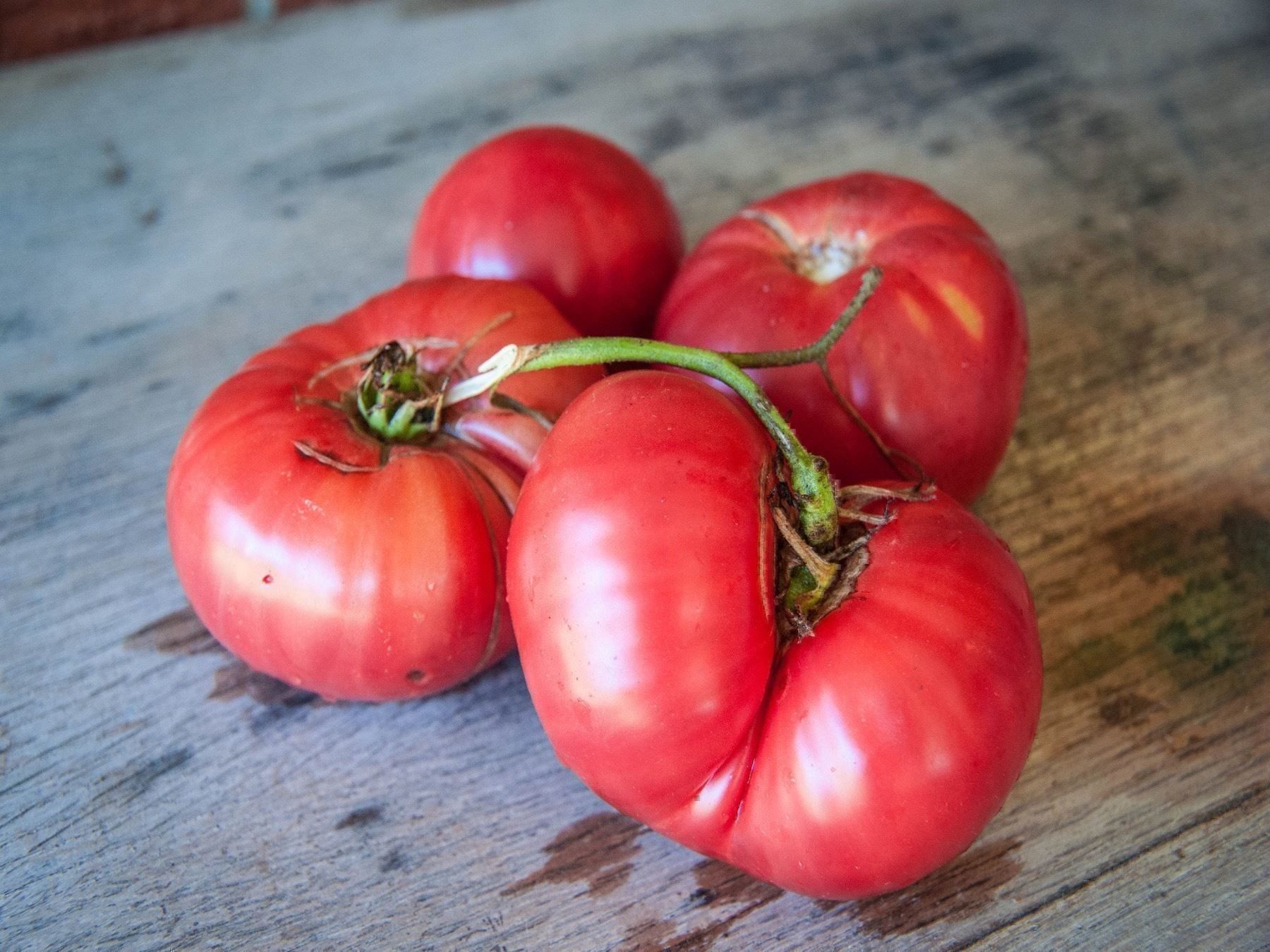 Piante & sementi: 50 Samen TOMATE BRANDYWINE  Alte Sorte – Nuovo (secondo la descrizione) da Ehrendingen venduto da VerveinaSamen 1