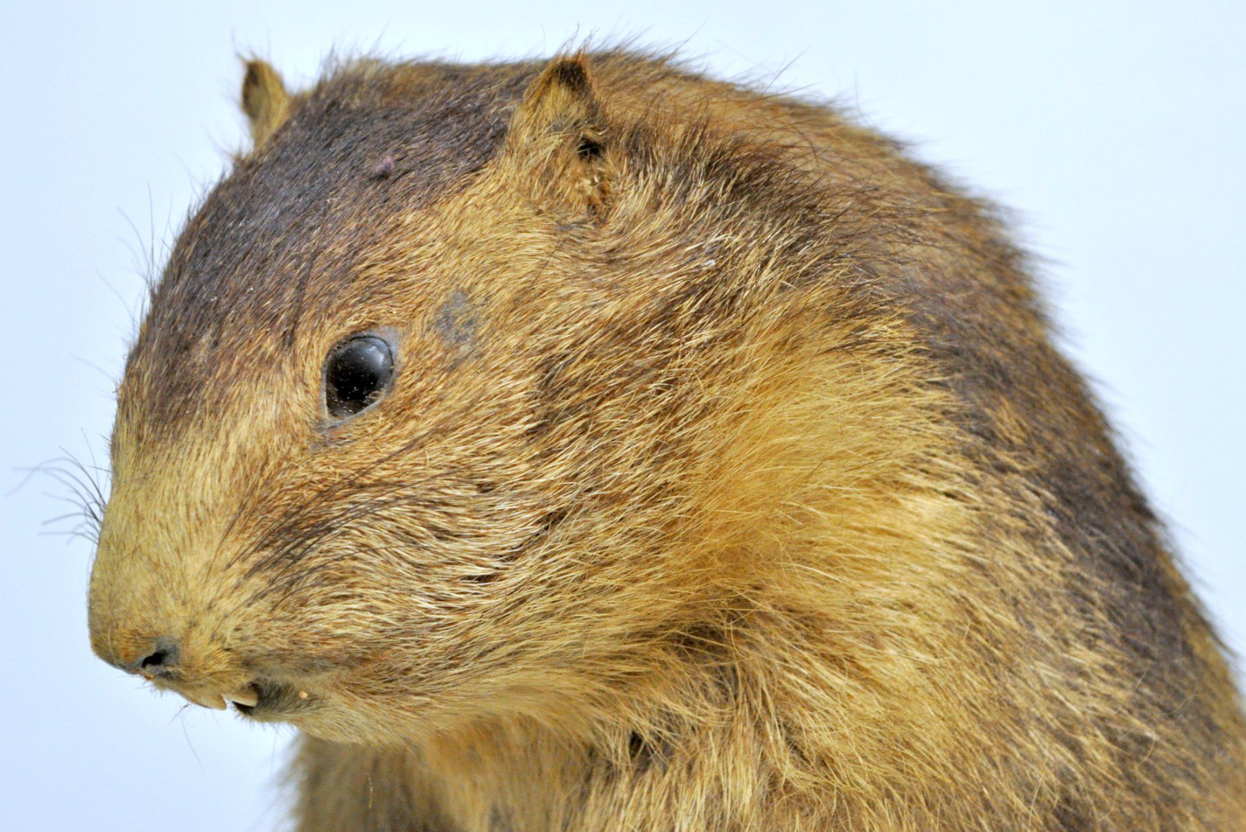 Monde des animaux: Marmotte naturalisée – D'occasion à Neuchâtel par Neuchatel 5