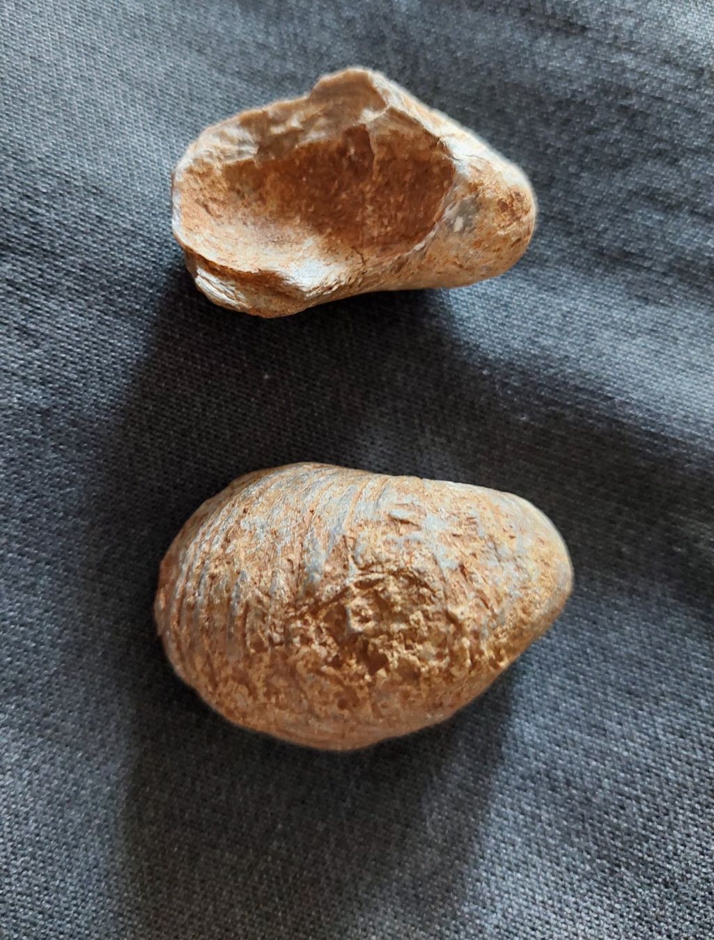 Fossili: Versteinerungen: Austern – Usato da Schaffhausen venduto da Rosenmund