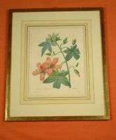 HIBISCUS, FARBKUPFERSTICH REDOUTÉ ~ 1830