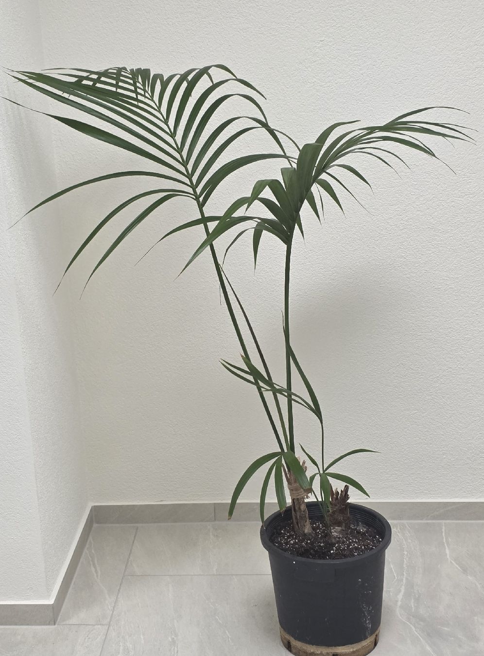 Piante & sementi: Schöne Zimmerpflanze, Palme – Usato da Rheinsulz venduto da Gilea 3