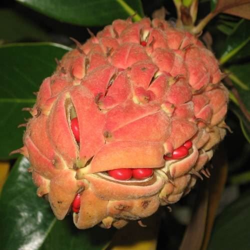 Piante & sementi: Magnolia à grandes fleurs   20cm – Nuovo (secondo la descrizione) da Bremblens venduto da FIBONACCI369 3